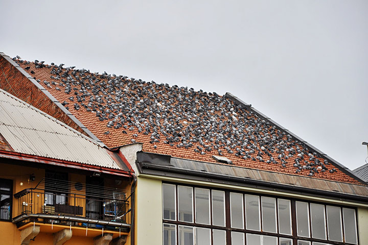 A2B Pest Control are able to install spikes to deter birds from roofs in Chafford Hundred. 