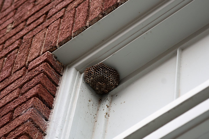 We provide a wasp nest removal service for domestic and commercial properties in Chafford Hundred.